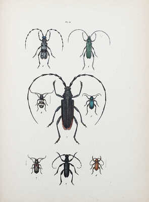 [Прославленный энтомологический музей. Иконографическое естествознание насекомых. Т. 1. 